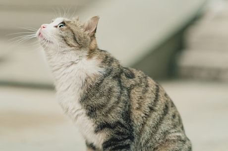 京剧猫第四季(京剧猫第四季——传承经典，演绎新篇章)