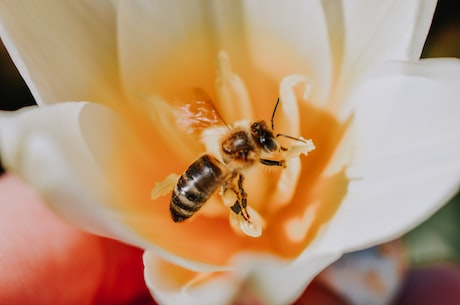 蜜蜂的拼音(和蜜蜂打一拼音是什么？|蜜蜂的介绍、分布地区、习性、形态特征详解)