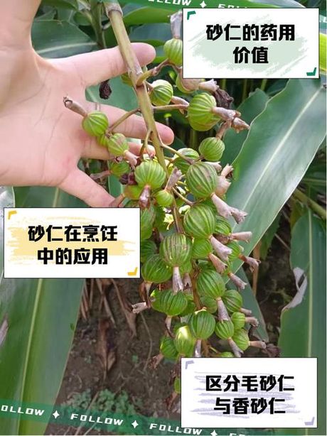 砂仁粉：既能提神又能安神的神秘香料