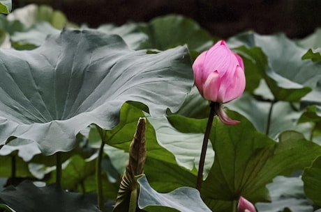 黑色背景代码(HTML教程：如何设置黑色背景代码)