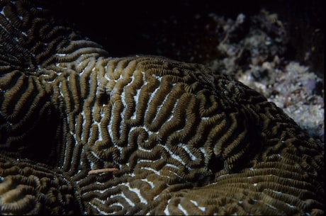 海鱼图片大全(【海鱼图片大全】欣赏这些神奇的海洋生物)