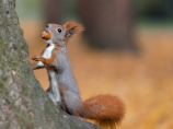 Squirrel – 针叶林的顽皮小精灵