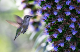 hummingbird(小巧玲珑的鸟儿：蜂鸟)