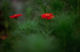 七里香花(探寻七里香花的五大神秘传说)