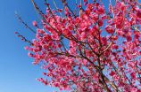 栀子花的花期(栀子花盛开的时间，原来这么美)