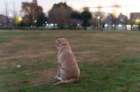 赛级犬(Lazhusky赛级犬：速度与激情)