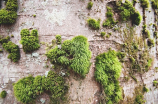 苔藓盆景(打造迷人苔藓盆景，心旷神怡，好玩儿又养眼)