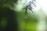 清明时节雨纷纷下一句